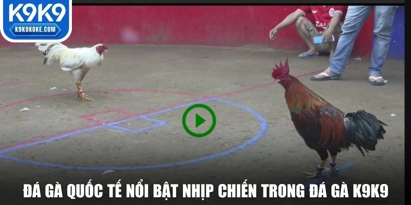 Đá gà quốc tế nổi bật nhịp chiến trong đá gà K9K9